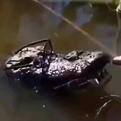 Fachero El Pana😎👌🏿