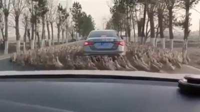 Imagine having to explain this to your boss when you're late for work