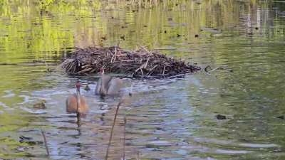 Sandhill defend gosling from parents per request