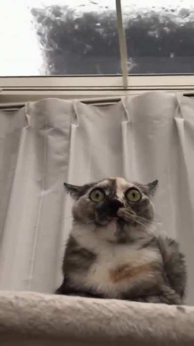 Cat bravely endures the end of the world.