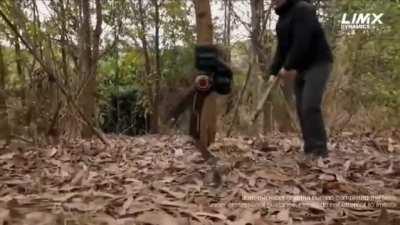 Chinese robotics company LimX Dynamics shows how good bipedal balance has become through reinforcement learning