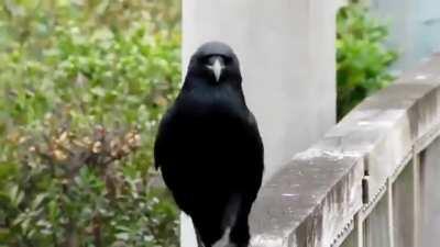 I don't watch the show(s) but my partner does, when I saw this crow on the front page I had to add some music to it...