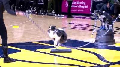 [Highlight] Swiffer the Dog Double-Dutch Jumpropes With Two Other Dogs Holding the Ropes During the Pacers Game