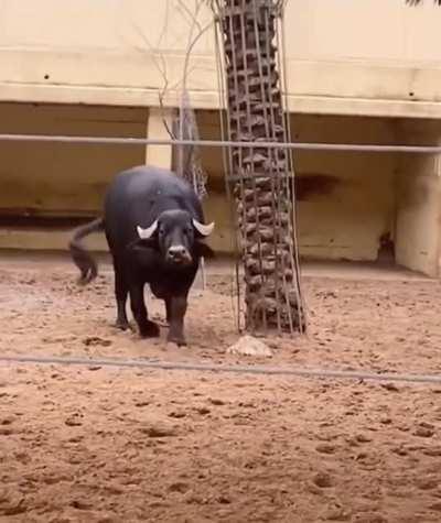 A buffalo flipping over a tortoise