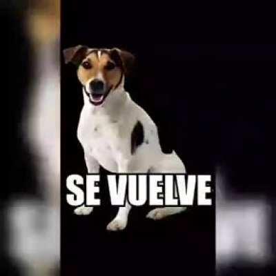 buscando la comida del perro