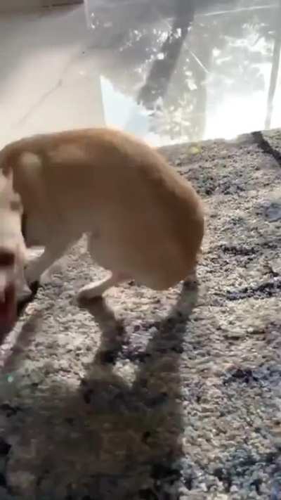 Y decían que estos perros eran inútiles