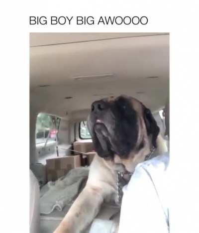 Now that is an impressive AWOOOO!