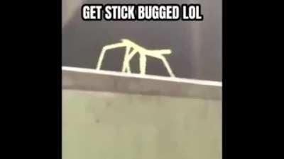 Get stick bugged lol