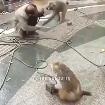 Bringing a knife to a monkey fight