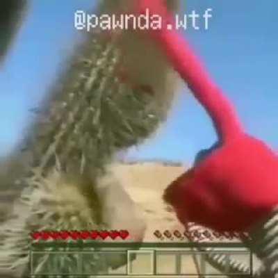 Hey cactus, stay still