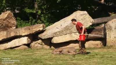 Mother elephant can't wake baby sound asleep, asks keepers for help