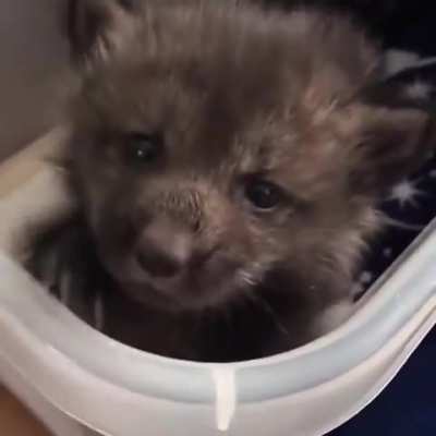 Caught stealing milkshake 