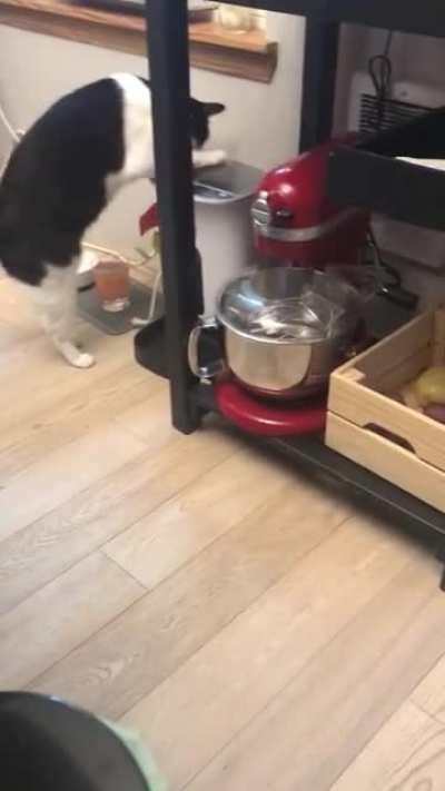 Automatic feeder: 1 Cat: 0