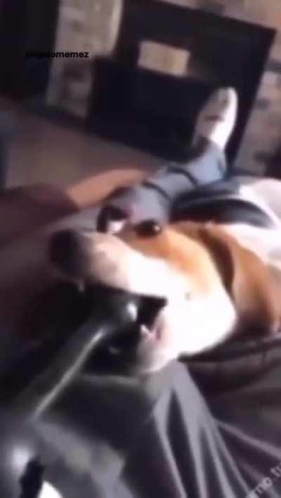 No doggy no!!! 😢😢