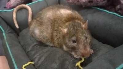 A treat for Toby before his final journey to the vet, RIP buddy