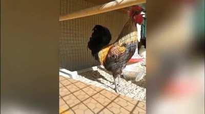 Sing that shht Chucky!