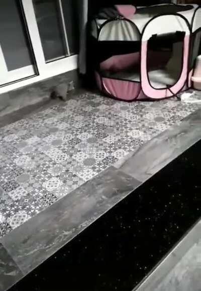 Shouldn't have touched the kitten.