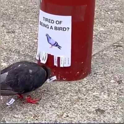 Even the “birds” are tired of the lies