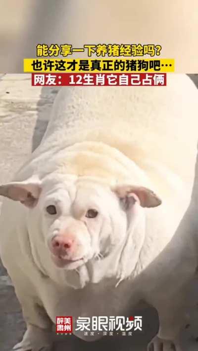 How do u let ur dog get that big smh