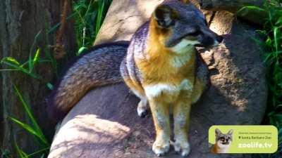 Channel Island foxes are a dwarfed species that inhabits six of California’s Channel Islands and is derived from the mainland gray fox.