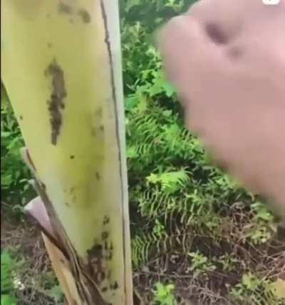 Man heartlessly shoves a birds beak into a tree and plays with its body.