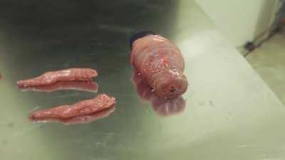 The Modular Body is an online science fiction story about the creation of OSCAR, a living organism built from human cells.