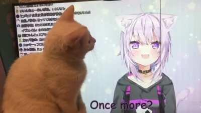 My cat loves the angry face Okayu