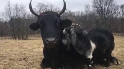 Absolute Unit 'Peanut', the steer, and his long time BFF, Lucky the goat, at Skylands Animal Sanctuary