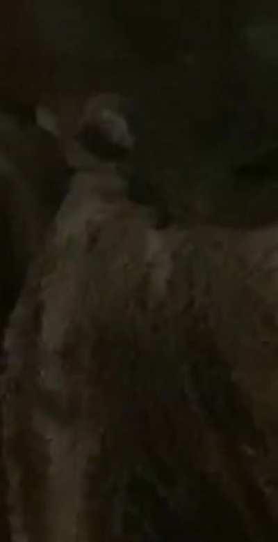 First the ambeim devil sloth and now the anbiun cowboy, he do be chilling tho. Tell me you can see this or should i go get help