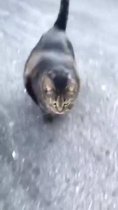 Gatubi, absolute unit of a cat