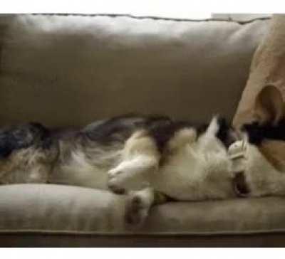 ✨😪 Cats and Dogs Dreaming 😴✨