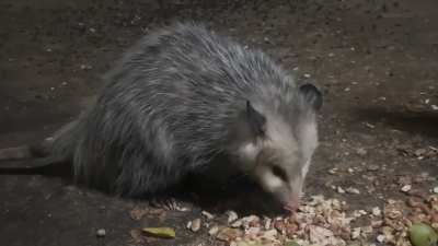 Chester taking his turn!