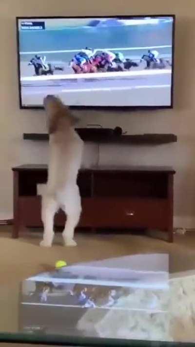 When your dog is a gambling addict.