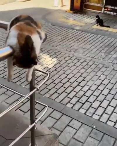 Catorail has broken down