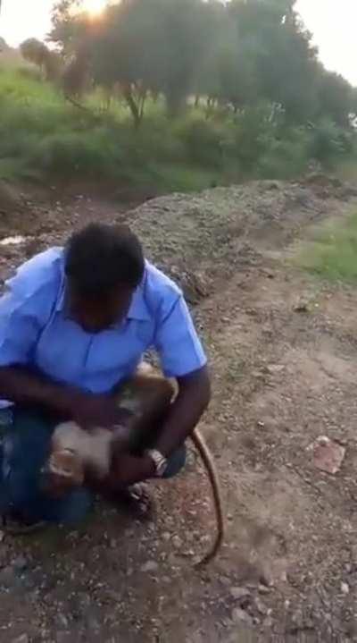 Man revives monkey that was attacked by pack of wild dogs