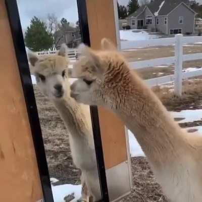 Where did my friend go?