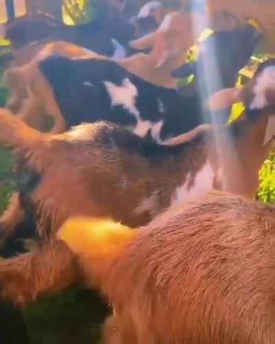 Look at those tail wag!