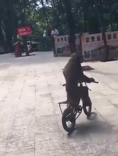 Mucalol sofre um acidente e infelizmente passa bem