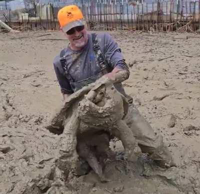 A massive alligator snapping turtle being relocated after a pond was drained