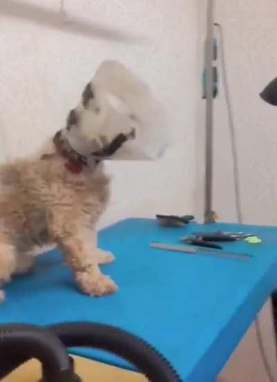 O cachorro quebrou a barreira do som