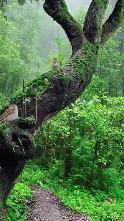 Reels video, kuş sesi, bird, nature, yeşillik ve doğa