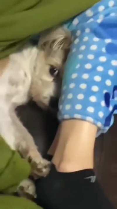 Trying to get this dog out from the covers.