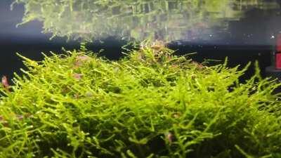 Neocaridinas not letting any algae to grow on my moss tree