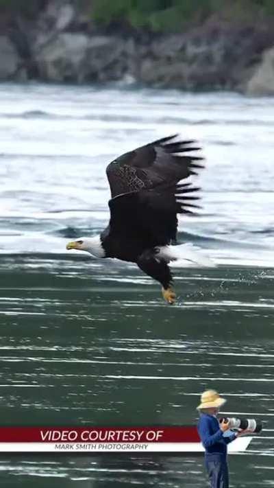 🔥 Eagle swallows a fish alive in mid air!