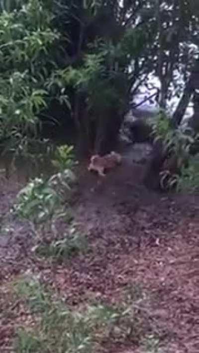 Глупая псина