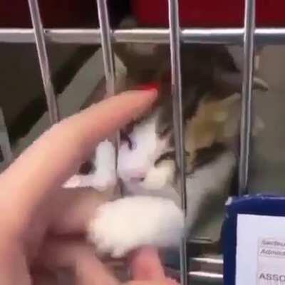 Pls adopt, don’t buy. 🐾💕