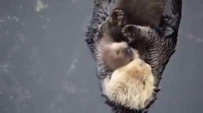 Baby otter sleeping on mommy otter