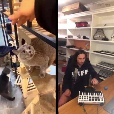 Alugalug Cat... Mano, o gato bota qualquer funkeiro no chinelo.