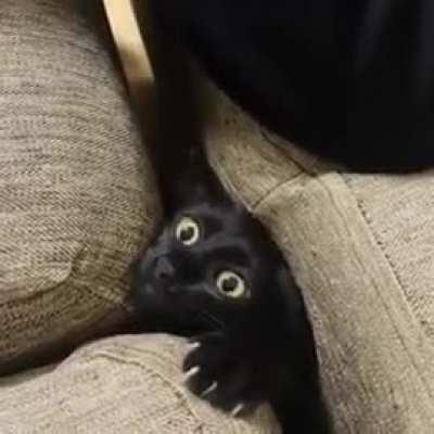 Where is the cat hiding?