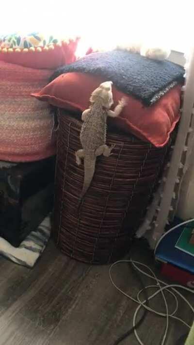 saw my spyro do this earlier and was impressed ☺️